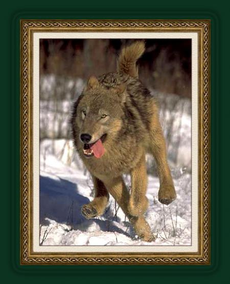 la course du loup
